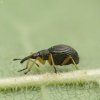 Apionas - Protapion fulvipes ♀ | Fotografijos autorius : Vidas Brazauskas | © Macrogamta.lt | Šis tinklapis priklauso bendruomenei kuri domisi makro fotografija ir fotografuoja gyvąjį makro pasaulį.