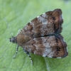 Apple Leaf Skeletonizer Moth - Choreutis pariana | Fotografijos autorius : Žilvinas Pūtys | © Macronature.eu | Macro photography web site