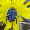 Apple blossom beetle | Tropinota hirta | Fotografijos autorius : Darius Baužys | © Macronature.eu | Macro photography web site