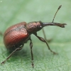 Apple fruit weevil - Tatianaerhynchites aequatus | Fotografijos autorius : Vidas Brazauskas | © Macronature.eu | Macro photography web site