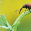 Gudobelinis cigarsukis - Tatianaerhynchites aequatus | Fotografijos autorius : Arūnas Eismantas | © Macrogamta.lt | Šis tinklapis priklauso bendruomenei kuri domisi makro fotografija ir fotografuoja gyvąjį makro pasaulį.