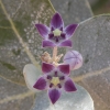 Apple of Sodom - Calotropis procera | Fotografijos autorius : Žilvinas Pūtys | © Macronature.eu | Macro photography web site