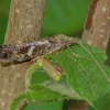 Apsiuva - Glyphotaelius pellucidus | Fotografijos autorius : Romas Ferenca | © Macrogamta.lt | Šis tinklapis priklauso bendruomenei kuri domisi makro fotografija ir fotografuoja gyvąjį makro pasaulį.