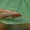 Apsiuva - Halesus digitatus ♀ | Fotografijos autorius : Gintautas Steiblys | © Macrogamta.lt | Šis tinklapis priklauso bendruomenei kuri domisi makro fotografija ir fotografuoja gyvąjį makro pasaulį.
