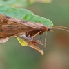 Apsiuva - Halesus digitatus ♂ | Fotografijos autorius : Gintautas Steiblys | © Macrogamta.lt | Šis tinklapis priklauso bendruomenei kuri domisi makro fotografija ir fotografuoja gyvąjį makro pasaulį.