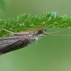 Apsiuva - Hydropsyche pellucidula ♀ | Fotografijos autorius : Gintautas Steiblys | © Macrogamta.lt | Šis tinklapis priklauso bendruomenei kuri domisi makro fotografija ir fotografuoja gyvąjį makro pasaulį.