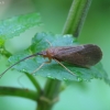 Apsiuva - Ironoquia dubia | Fotografijos autorius : Romas Ferenca | © Macrogamta.lt | Šis tinklapis priklauso bendruomenei kuri domisi makro fotografija ir fotografuoja gyvąjį makro pasaulį.