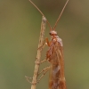 Apsiuva - Limnephilus lunatus ♂ | Fotografijos autorius : Gintautas Steiblys | © Macrogamta.lt | Šis tinklapis priklauso bendruomenei kuri domisi makro fotografija ir fotografuoja gyvąjį makro pasaulį.