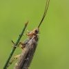 Apsiuva - Limnephilus bipunctatus ♀ | Fotografijos autorius : Gintautas Steiblys | © Macrogamta.lt | Šis tinklapis priklauso bendruomenei kuri domisi makro fotografija ir fotografuoja gyvąjį makro pasaulį.