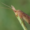 Apsiuva - Limnephilus stigma ♀ | Fotografijos autorius : Gintautas Steiblys | © Macrogamta.lt | Šis tinklapis priklauso bendruomenei kuri domisi makro fotografija ir fotografuoja gyvąjį makro pasaulį.