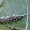 Apsiuva - Odontocerum albicorne ♀ | Fotografijos autorius : Žilvinas Pūtys | © Macrogamta.lt | Šis tinklapis priklauso bendruomenei kuri domisi makro fotografija ir fotografuoja gyvąjį makro pasaulį.