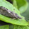 Apsiuva - Hydropsyche sp. | Fotografijos autorius : Kazimieras Martinaitis | © Macrogamta.lt | Šis tinklapis priklauso bendruomenei kuri domisi makro fotografija ir fotografuoja gyvąjį makro pasaulį.