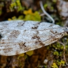 Ar tai Baikščioji skoparija | Scoparia ambigualis ? | Fotografijos autorius : Darius Baužys | © Macrogamta.lt | Šis tinklapis priklauso bendruomenei kuri domisi makro fotografija ir fotografuoja gyvąjį makro pasaulį.