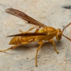 Arabian paper wasp - Polistes wattii | Fotografijos autorius : Žilvinas Pūtys | © Macronature.eu | Macro photography web site