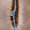 Arctia festiva | Fotografijos autorius : Armen Seropian | © Macrogamta.lt | Šis tinklapis priklauso bendruomenei kuri domisi makro fotografija ir fotografuoja gyvąjį makro pasaulį.