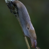 Arctic Field Slug - Deroceras agreste | Fotografijos autorius : Gintautas Steiblys | © Macronature.eu | Macro photography web site