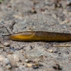 Arionas ??? | Fotografijos autorius : Darius Baužys | © Macrogamta.lt | Šis tinklapis priklauso bendruomenei kuri domisi makro fotografija ir fotografuoja gyvąjį makro pasaulį.