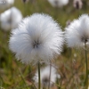 Scheuchzer's Arctic cottongrass - Eriophorum scheuchzeri ssp. arcticum | Fotografijos autorius : Gediminas Gražulevičius | © Macronature.eu | Macro photography web site