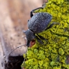 Armadillo weevil - Otiorhynchus armadillo | Fotografijos autorius : Romas Ferenca | © Macronature.eu | Macro photography web site