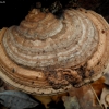 Plokščiasis blizgutis - Ganoderma applanatum  | Fotografijos autorius : Aleksandras Stabrauskas | © Macronature.eu | Macro photography web site