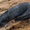 Juosvasis šliužas - Limax cinereoniger | Fotografijos autorius : Kazimieras Martinaitis | © Macronature.eu | Macro photography web site