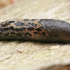 Juosvasis šliužas - Limax cinereoniger | Fotografijos autorius : Gintautas Steiblys | © Macronature.eu | Macro photography web site