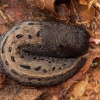 Juosvasis šliužas - Limax cinereoniger | Fotografijos autorius : Žilvinas Pūtys | © Macronature.eu | Macro photography web site