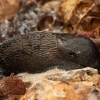 Juosvasis šliužas - Limax cinereoniger | Fotografijos autorius : Žilvinas Pūtys | © Macronature.eu | Macro photography web site