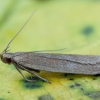 Pilkoji akompsija - Acompsia cinerella | Fotografijos autorius : Žilvinas Pūtys | © Macronature.eu | Macro photography web site