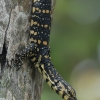 Asian Water Monitor - Varanus salvator | Fotografijos autorius : Gintautas Steiblys | © Macronature.eu | Macro photography web site