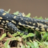 Asian Water Monitor - Varanus salvator | Fotografijos autorius : Gintautas Steiblys | © Macronature.eu | Macro photography web site
