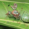 Azijinė skruzdėlė-siuvėja - Oecophylla smaragdina ♀ | Fotografijos autorius : Gintautas Steiblys | © Macronature.eu | Macro photography web site