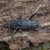 Aspen Zebra beetle - Xylotrechus rusticus | Fotografijos autorius : Žilvinas Pūtys | © Macronature.eu | Macro photography web site