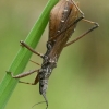 Assassin Bug - Pygolampis bidentata  | Fotografijos autorius : Gintautas Steiblys | © Macronature.eu | Macro photography web site