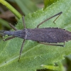 Assassin Bug - Pygolampis bidentata | Fotografijos autorius : Žilvinas Pūtys | © Macronature.eu | Macro photography web site