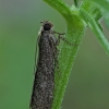 Baltakaktis siaurasparnis ugniukas - Salebriopsis albicilla ♂ | Fotografijos autorius : Gintautas Steiblys | © Macrogamta.lt | Šis tinklapis priklauso bendruomenei kuri domisi makro fotografija ir fotografuoja gyvąjį makro pasaulį.