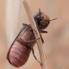 Auger Beetle - Phonapate nitidipennis | Fotografijos autorius : Gintautas Steiblys | © Macronature.eu | Macro photography web site