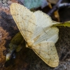 Auksasprindis - Agriopis aurantiaria | Fotografijos autorius : Kazimieras Martinaitis | © Macrogamta.lt | Šis tinklapis priklauso bendruomenei kuri domisi makro fotografija ir fotografuoja gyvąjį makro pasaulį.