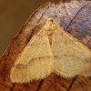 Auksasprindis - Agriopis aurantiaria | Fotografijos autorius : Gintautas Steiblys | © Macrogamta.lt | Šis tinklapis priklauso bendruomenei kuri domisi makro fotografija ir fotografuoja gyvąjį makro pasaulį.