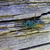 Auksavapsvė - Chrysis sp. | Fotografijos autorius : Agnė Kulpytė | © Macrogamta.lt | Šis tinklapis priklauso bendruomenei kuri domisi makro fotografija ir fotografuoja gyvąjį makro pasaulį.