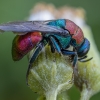 Auksavapsvė - Hedychrum nobile | Fotografijos autorius : Žilvinas Pūtys | © Macrogamta.lt | Šis tinklapis priklauso bendruomenei kuri domisi makro fotografija ir fotografuoja gyvąjį makro pasaulį.