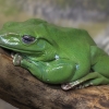 Australian green tree frog - Ranoidea caerulea | Fotografijos autorius : Gintautas Steiblys | © Macrogamta.lt | Šis tinklapis priklauso bendruomenei kuri domisi makro fotografija ir fotografuoja gyvąjį makro pasaulį.