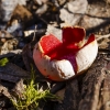 Austriškoji plačiataurė (= skarlatininė plačiataurė) | Scarlet Elfcup | Sarcoscypha austriaca | Fotografijos autorius : Darius Baužys | © Macrogamta.lt | Šis tinklapis priklauso bendruomenei kuri domisi makro fotografija ir fotografuoja gyvąjį makro pasaulį.