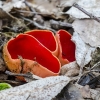 Austriškoji plačiataurė | Scarlet Elfcup | Sarcoscypha austriaca | Fotografijos autorius : Darius Baužys | © Macrogamta.lt | Šis tinklapis priklauso bendruomenei kuri domisi makro fotografija ir fotografuoja gyvąjį makro pasaulį.