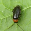 Minkštavabalis - Autosilis nitidula ♀ | Fotografijos autorius : Romas Ferenca | © Macrogamta.lt | Šis tinklapis priklauso bendruomenei kuri domisi makro fotografija ir fotografuoja gyvąjį makro pasaulį.