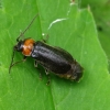 Minkštavabalis - Autosilis nitidula ♀ | Fotografijos autorius : Romas Ferenca | © Macrogamta.lt | Šis tinklapis priklauso bendruomenei kuri domisi makro fotografija ir fotografuoja gyvąjį makro pasaulį.