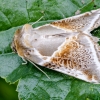 Avietinis pūkanugaris - Habrosyne pyritoides | Fotografijos autorius : Kazimieras Martinaitis | © Macrogamta.lt | Šis tinklapis priklauso bendruomenei kuri domisi makro fotografija ir fotografuoja gyvąjį makro pasaulį.