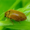 Avietinukas - Byturus ochraceus | Fotografijos autorius : Romas Ferenca | © Macrogamta.lt | Šis tinklapis priklauso bendruomenei kuri domisi makro fotografija ir fotografuoja gyvąjį makro pasaulį.