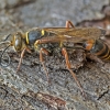 Azijinė smiltvapsvė - Sceliphron curvatum | Fotografijos autorius : Kazimieras Martinaitis | © Macrogamta.lt | Šis tinklapis priklauso bendruomenei kuri domisi makro fotografija ir fotografuoja gyvąjį makro pasaulį.