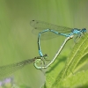 Azure damselfly - Coenagrion puella | Fotografijos autorius : Agnė Našlėnienė | © Macronature.eu | Macro photography web site